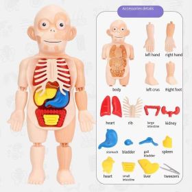 Children's organ cognition model toys, medical cognition early education model toys