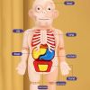 Children's organ cognition model toys, medical cognition early education model toys