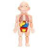 Children's organ cognition model toys, medical cognition early education model toys