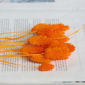 Dried Flowers Pampas Grass Mixed Bunny Rabbit Tail Lagurus Bouquet Wedding Christmas Decoration Natural Reed Flower Home Decora (Color: Gem orange)